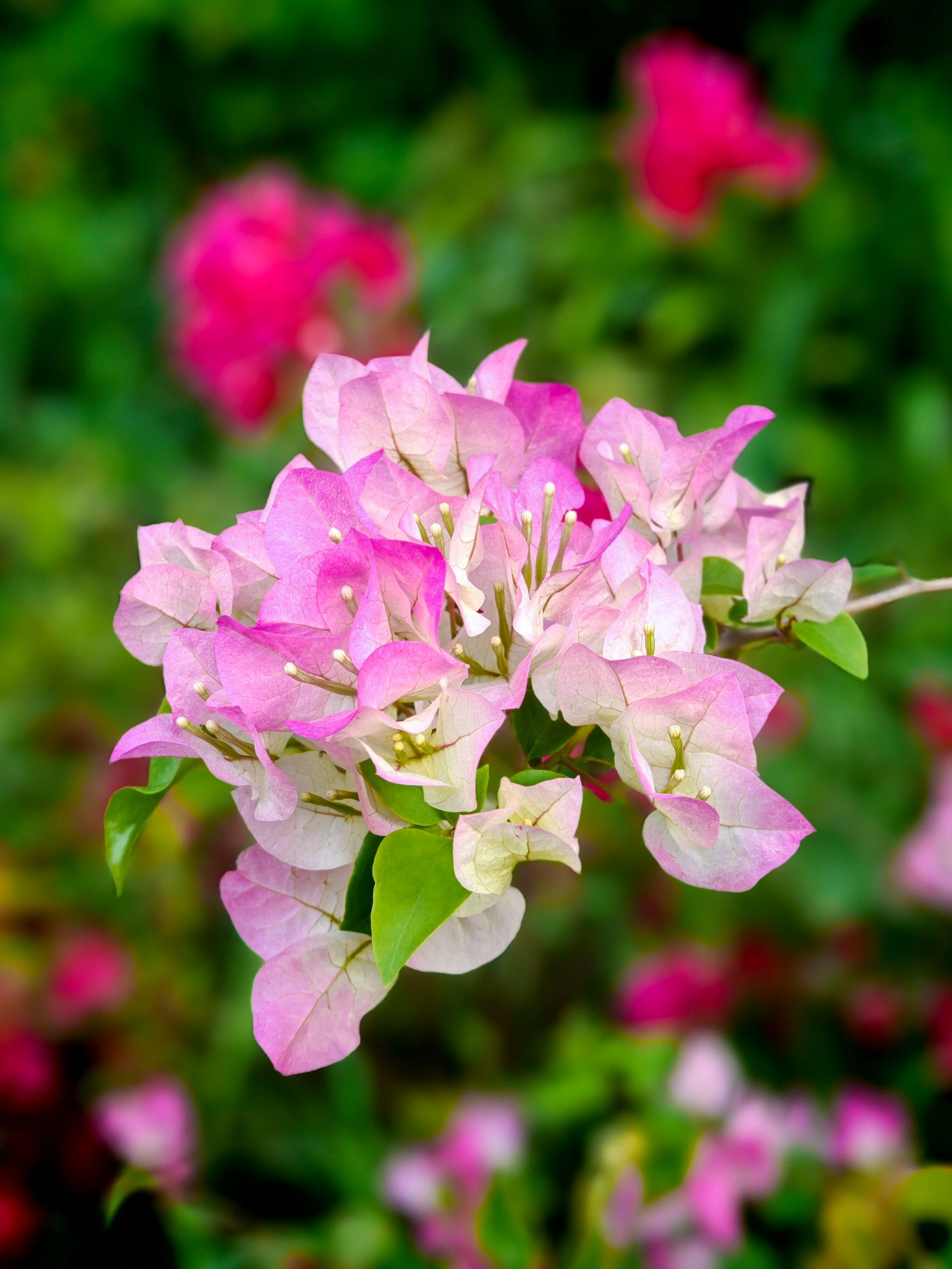 FD5DCFAEA25D97C02C2F88B7EA2_D818A865_70DCC FD5DCFAEA25D97C02C2F88B7EA2_D818A865_70DCC