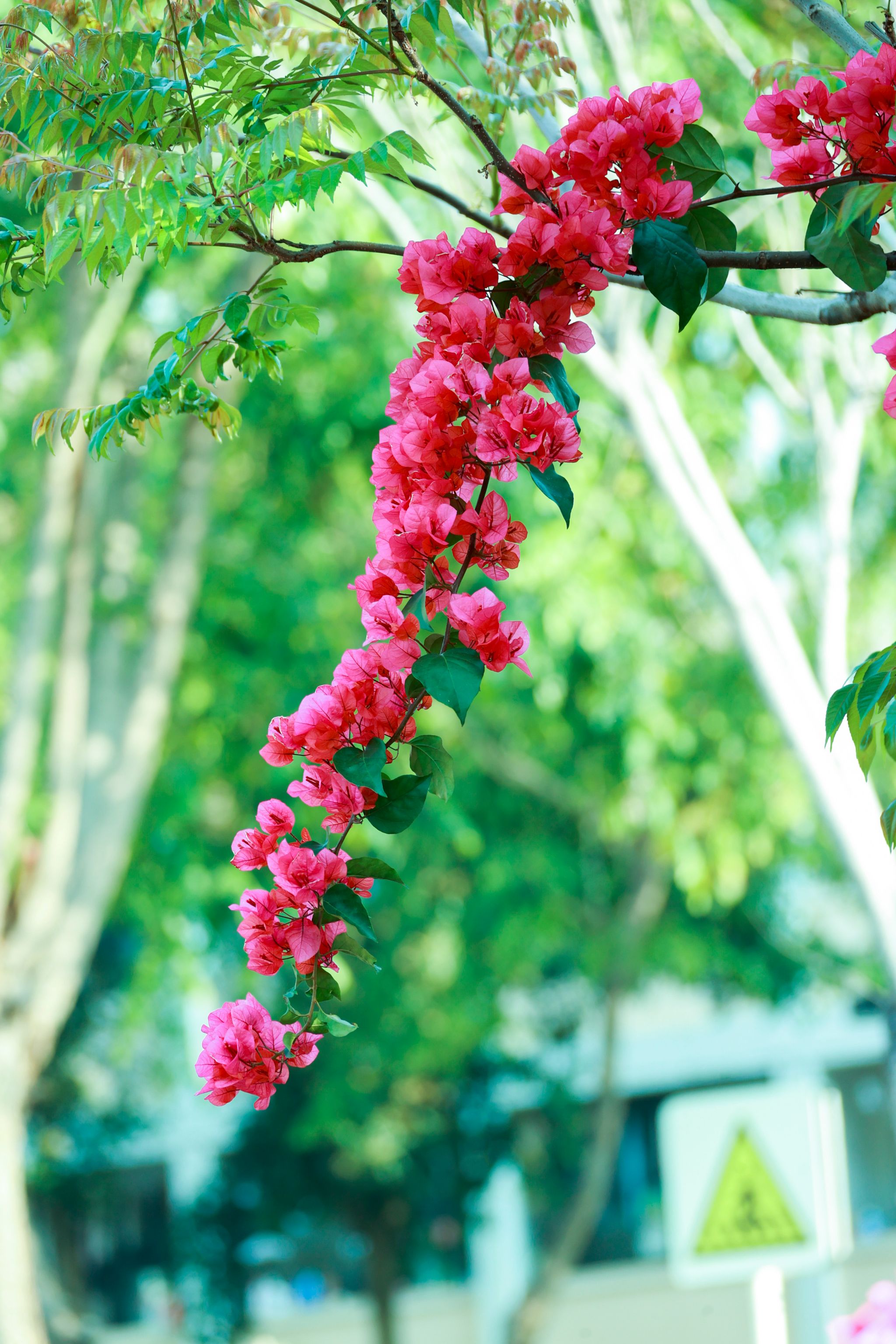 3B00715827F3BC0AEC0C3FE2C4C_F12598E5_A8AE1 3B00715827F3BC0AEC0C3FE2C4C_F12598E5_A8AE1