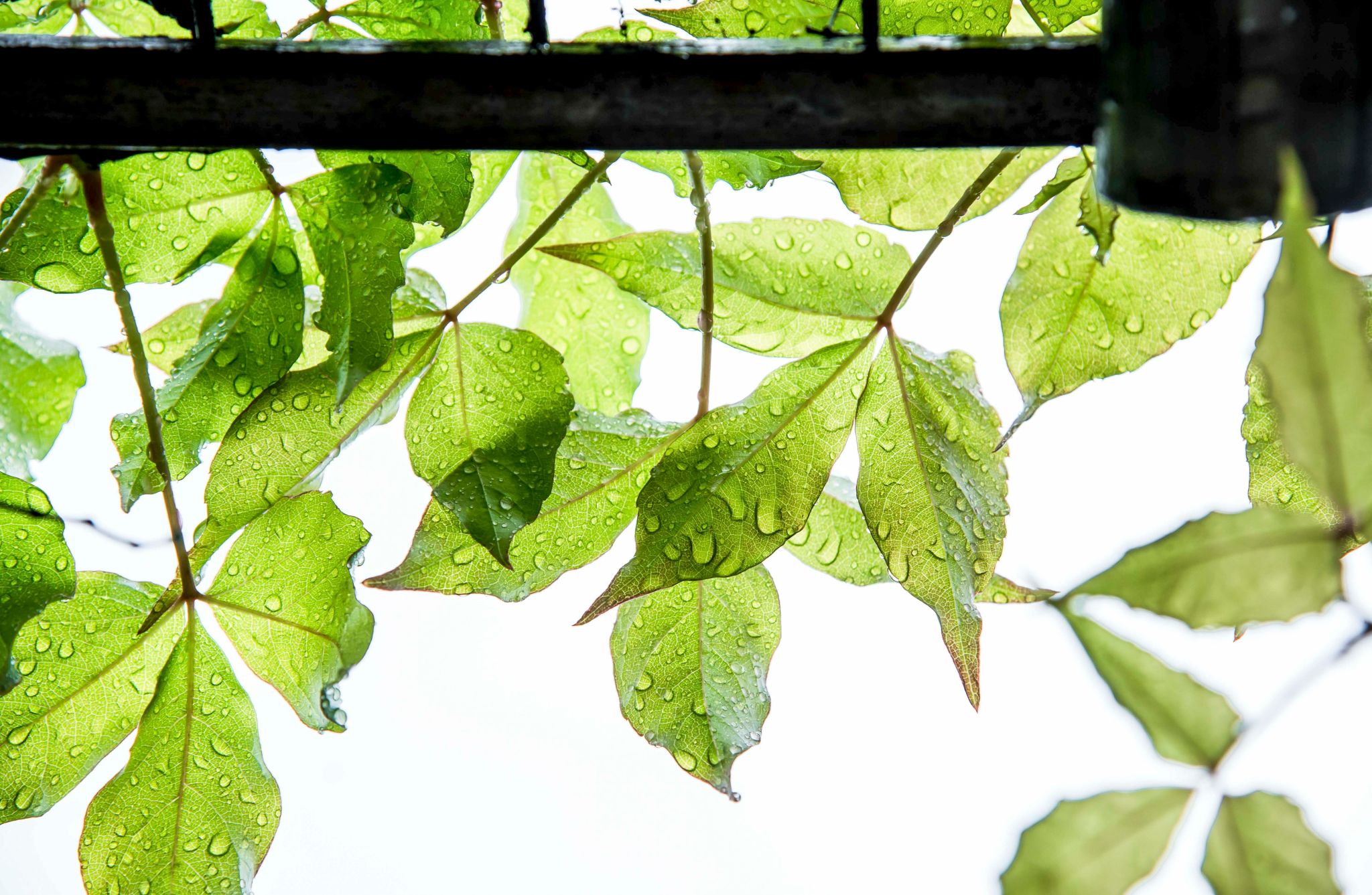 3CEF39181AC389E542CD0C88E0A_602E42FB_66E87 3CEF39181AC389E542CD0C88E0A_602E42FB_66E87