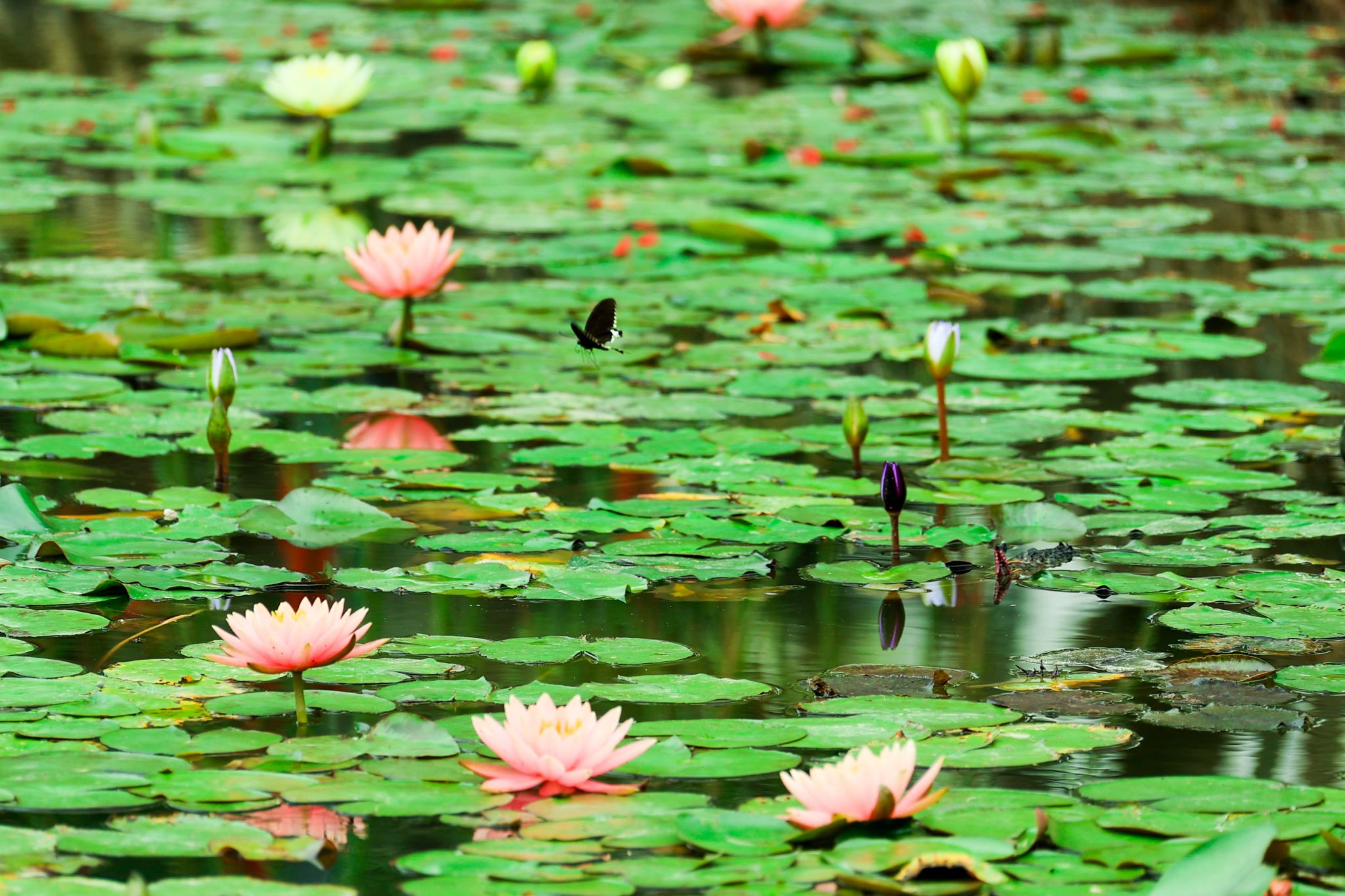 E03A73249486859FEE4B0D27295_C7305F3B_646DB E03A73249486859FEE4B0D27295_C7305F3B_646DB