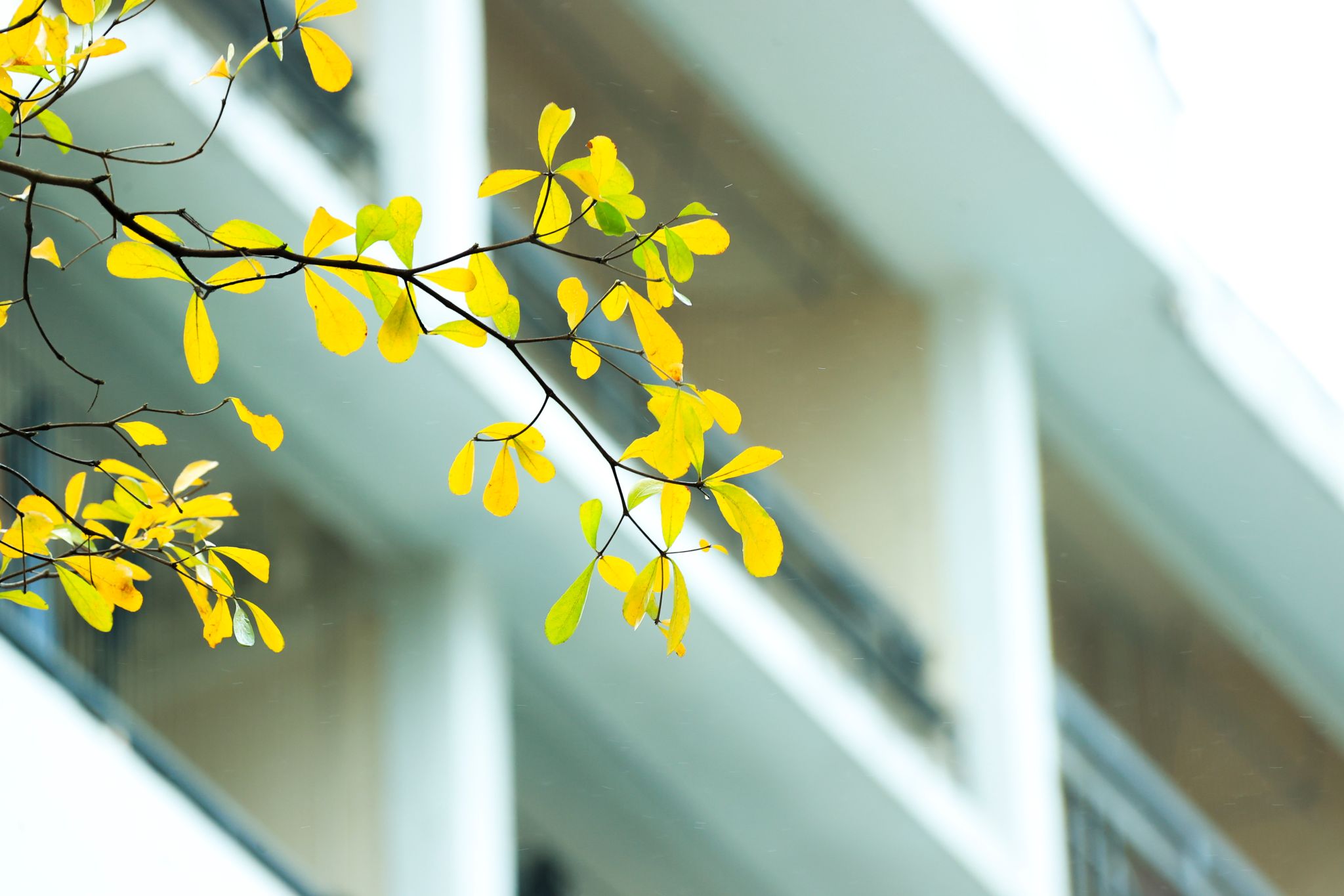 BCF5B16299BBC76D1BBE2C1C29F_18725DB2_31A3D BCF5B16299BBC76D1BBE2C1C29F_18725DB2_31A3D