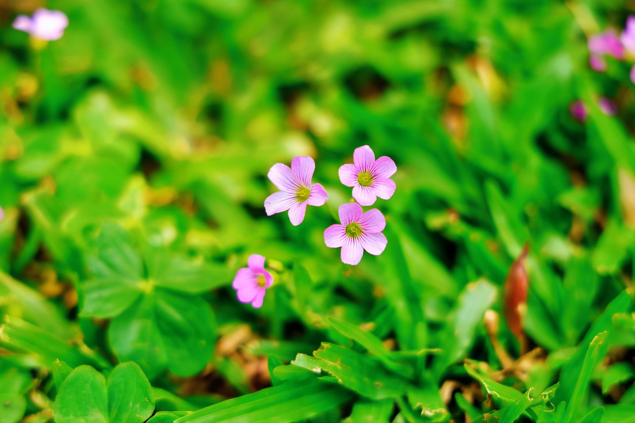 E2D1AC8E54AC856A2EB04D47063_181E49DB_38528 E2D1AC8E54AC856A2EB04D47063_181E49DB_38528