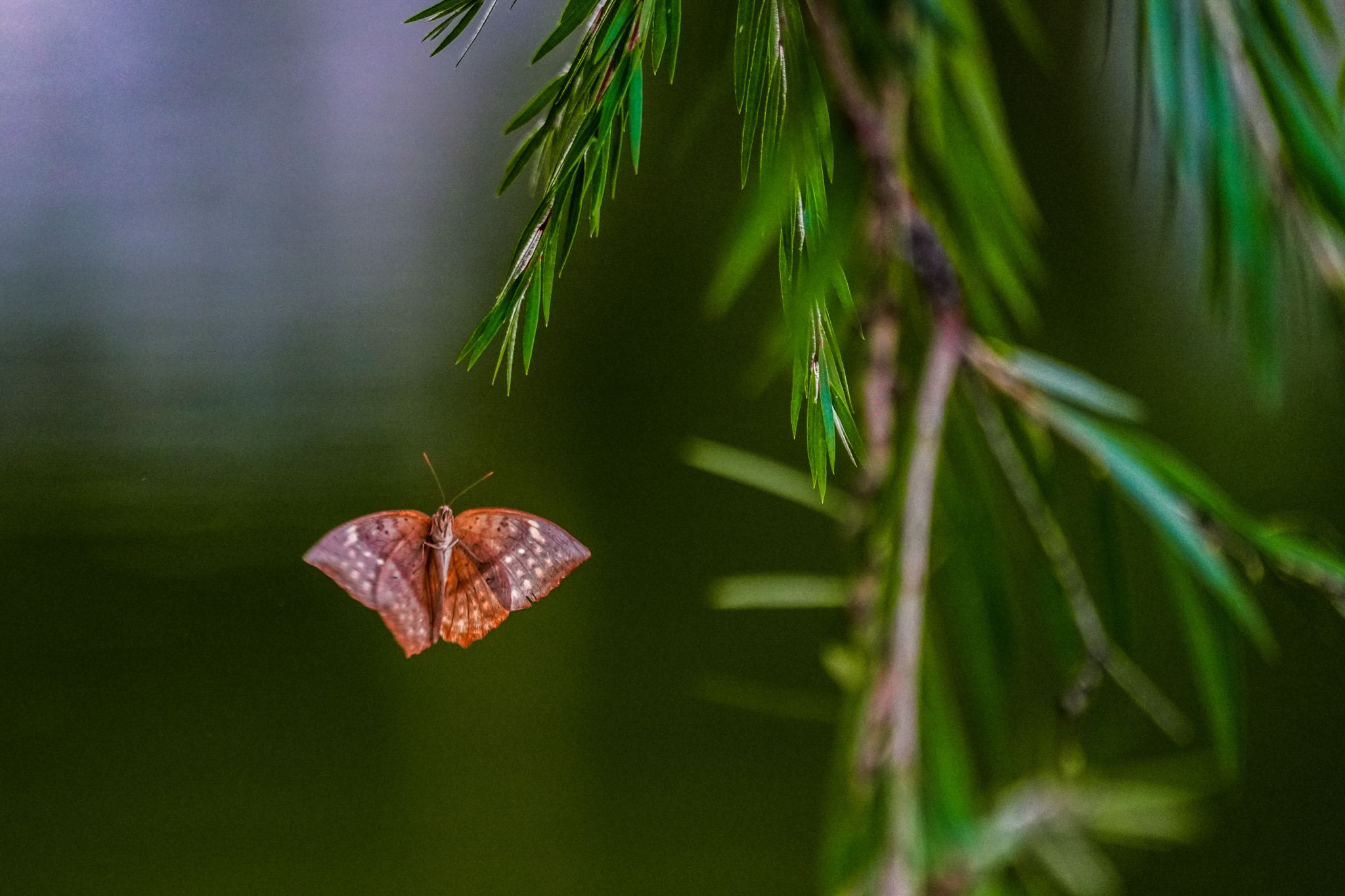 8E9C79EBE93C5A78AFCC0D4A654_AB721A83_4BF2D 8E9C79EBE93C5A78AFCC0D4A654_AB721A83_4BF2D